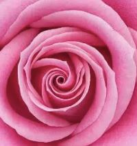 Rose Pink Med/Light